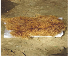 Introduction Of “BANANA” Fibre In Concrete